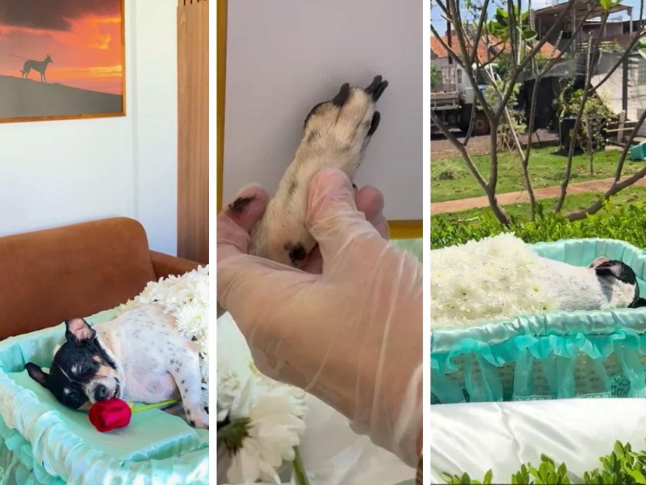 Vídeo: Cachorrinha é cremada após ser velada ao lado de pai e filhas mortos em acidente na BR-1...