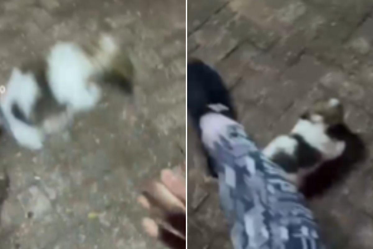 Shih-tzu agredida por influenciadora tem apenas 40 dias e caso gera onda de denúncias