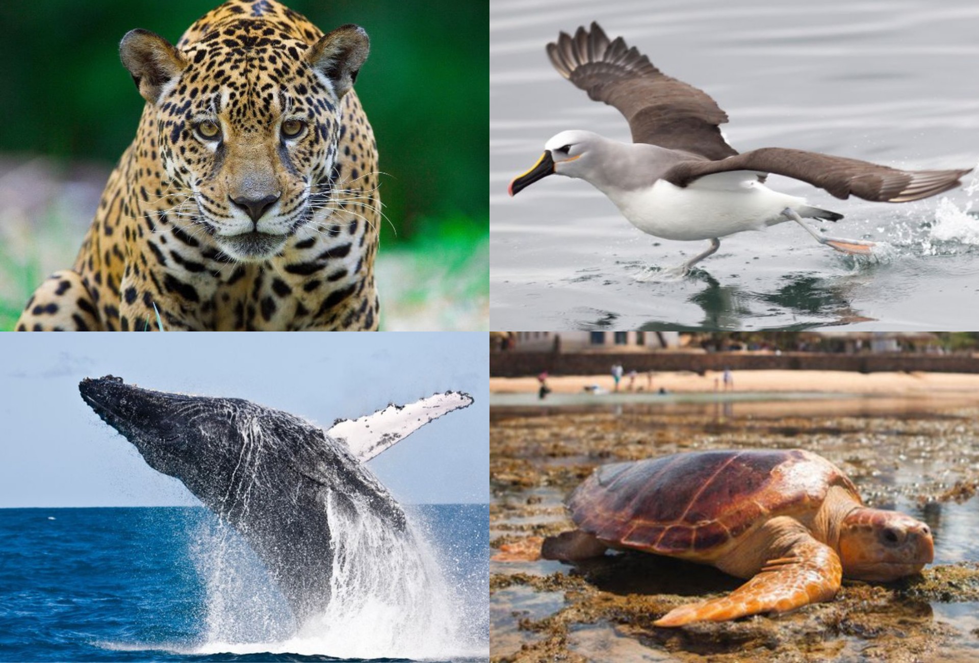 MS se prepara para receber conferência da ONU sobre espécies migratórias