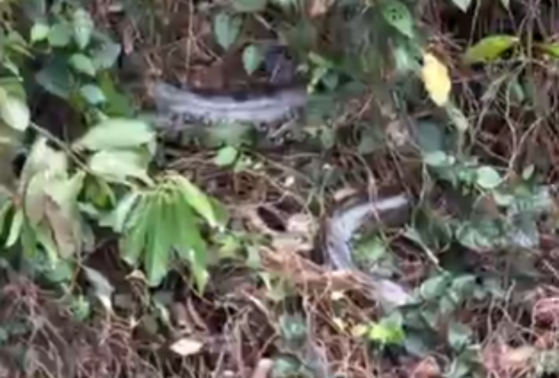 Sucuri 'dorminhoca' impressiona turistas e rouba a cena às margens de rio em MS; VÍDEO