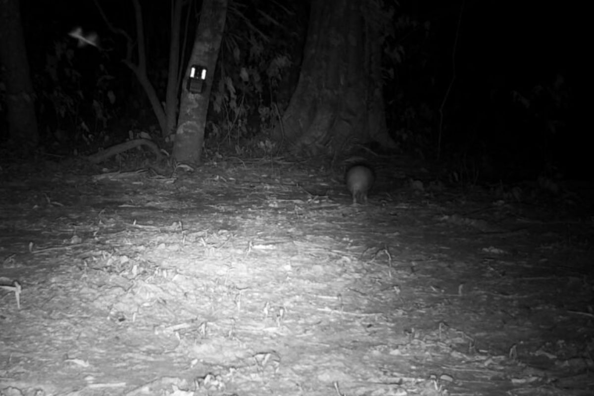 VÍDEO: Casal raro de tatu-bola é flagrado em área preservada do Pantanal